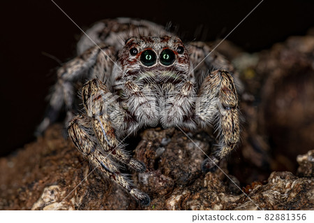 Giant Jumping Spider 82881356