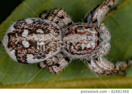 Giant Jumping Spider Giant Jumping Spider 82881368