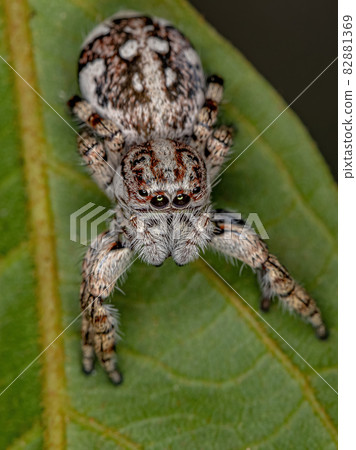 Giant Jumping Spider Giant Jumping Spider 82881369