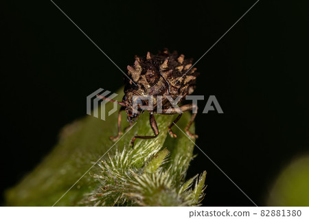 Adult Warty Leaf Beetle Adult Warty Leaf Beetle 82881380