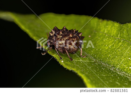 Adult Warty Leaf Beetle Adult Warty Leaf Beetle 82881381