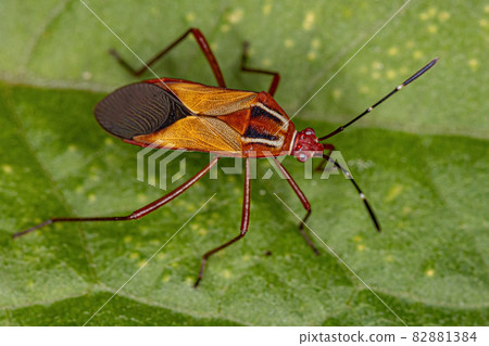 Adult Leaf-footed Bug 82881384