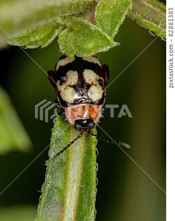 Adult Flea Beetle 82881385