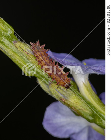 Flea Beetle Larva 82881386