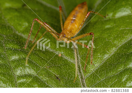 Assassin Bug Nymph Assassin Bug Nymph 82881388