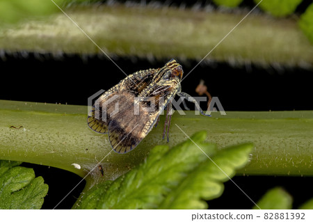 Adult Small Planthopper Adult Small Planthopper 82881392