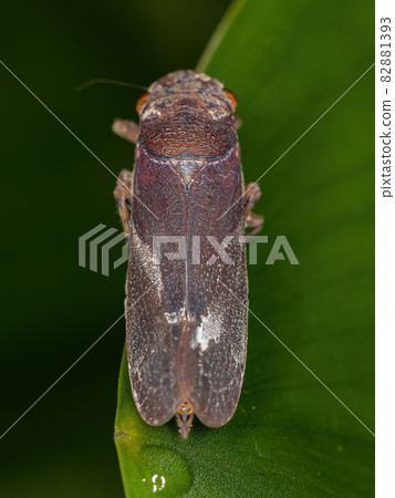 Adult True Hopper with selective focus Adult True Hopper with selective focus 82881393