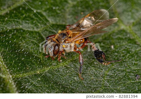 Adult Stingless Bee Adult Stingless Bee 82881394