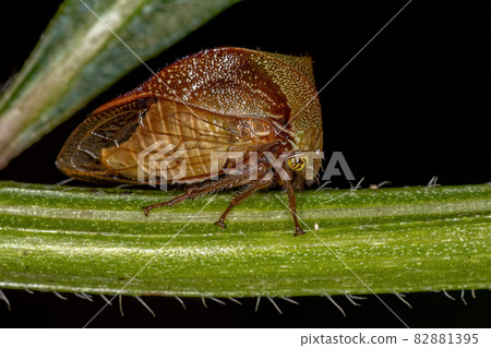 Adult Buffalo Treehopper Adult Buffalo Treehopper 82881395