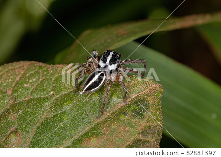 Adult Male Jumping Spider Adult Male Jumping Spider 82881397