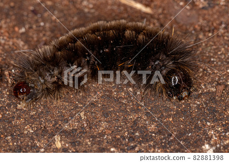 Black Tiger Moth Caterpillar Black Tiger Moth Caterpillar 82881398