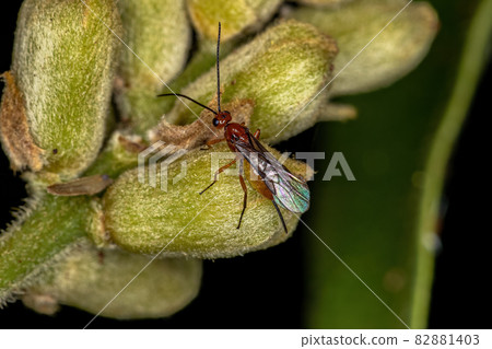 Adult Braconid Wasp Adult Braconid Wasp 82881403