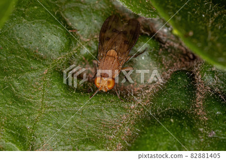 Adult Acalyptrate Fly Adult Acalyptrate Fly 82881405