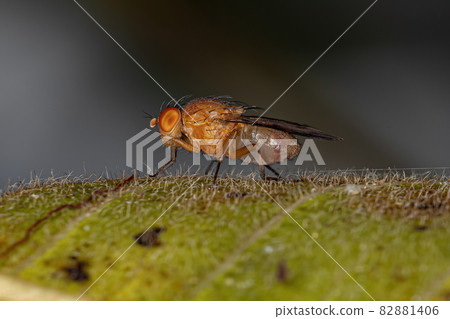 Adult Acalyptrate Fly 82881406