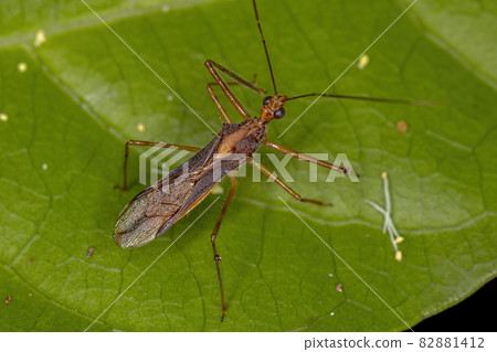 Adult Assassin Bug Adult Assassin Bug 82881412