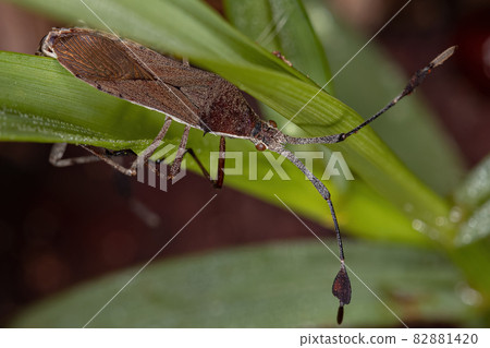 Adult Leaf-footed Bugs coupling Adult Leaf-footed Bugs coupling 82881420
