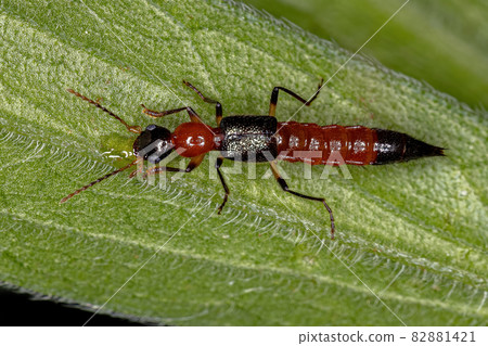 Adult Whiplash Beetle Adult Whiplash Beetle 82881421