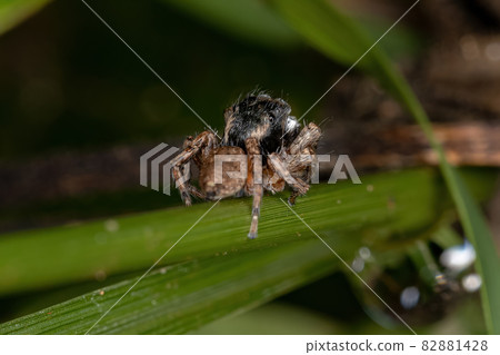 Male Adult Jumping Spider 82881428