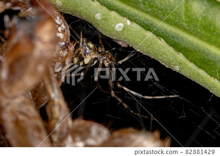Adult Female Cobweb Spider 82881429
