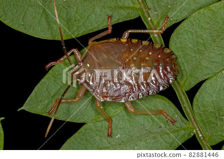 Stink Bug Nymph Stink Bug Nymph 82881446