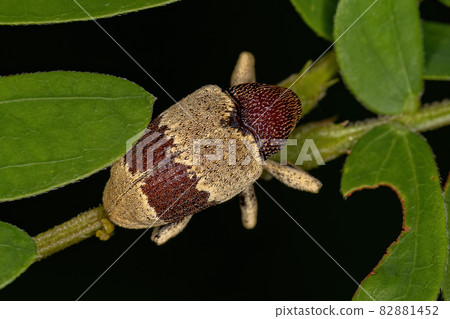 Adult True Weevil Adult True Weevil 82881452