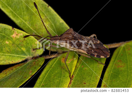 Adult Leaf-footed Bug 82881453