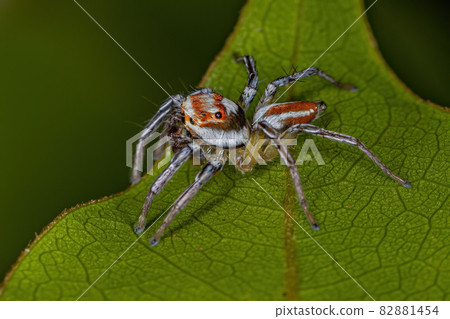 Adult Male Jumping Spider Adult Male Jumping Spider 82881454