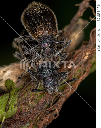 Adult Long-jointed Beetles 82881456