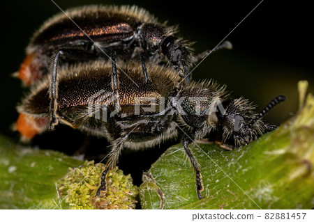 Adult Long-jointed Beetles 82881457