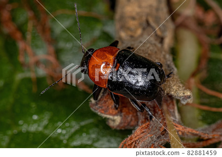 Adult Case-bearing Leaf Beetle 82881459