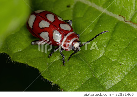 Adult Flea Beetle 82881466