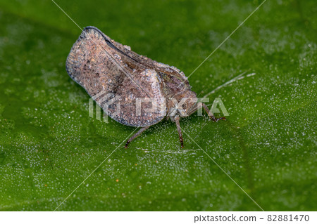 Adult Planthopper Insect 82881470