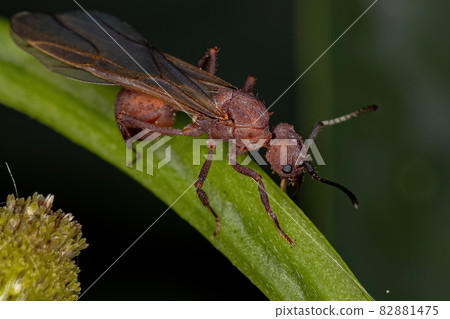 Adult Female Acromyrmex Leaf-cutter Queen Ant Adult Female Acromyrmex Leaf-cutter Queen Ant 82881475