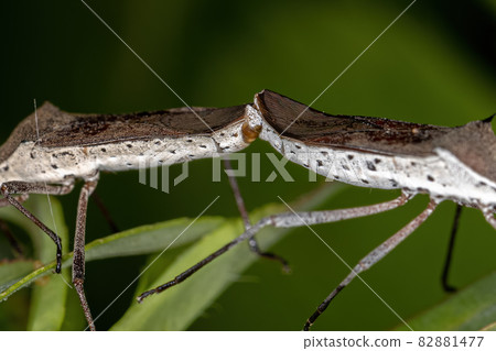 Adult Leaf-footed Bugs coupling Adult Leaf-footed Bugs coupling 82881477
