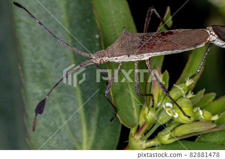 Adult Leaf-footed Bugs coupling Adult Leaf-footed Bugs coupling 82881478