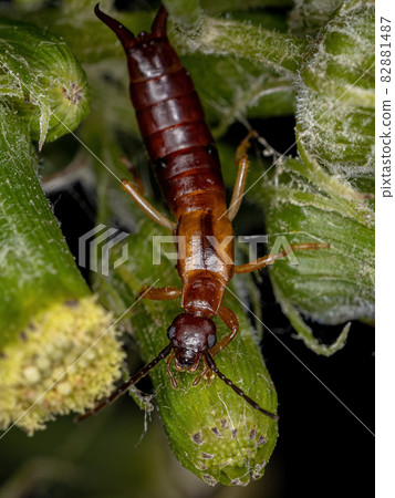 Adult Common Earwig Adult Common Earwig 82881487