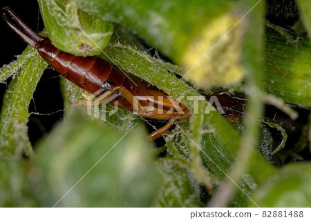Adult Common Earwig Adult Common Earwig 82881488