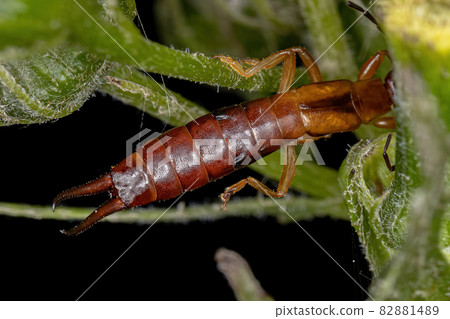 Adult Common Earwig 82881489