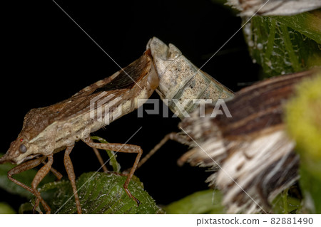 Adult Pentatomomorph Bugs coupling Adult Pentatomomorph Bugs coupling 82881490
