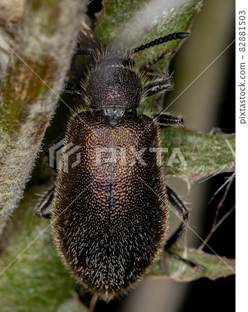 Adult Long-jointed Beetle Adult Long-jointed Beetle 82881503