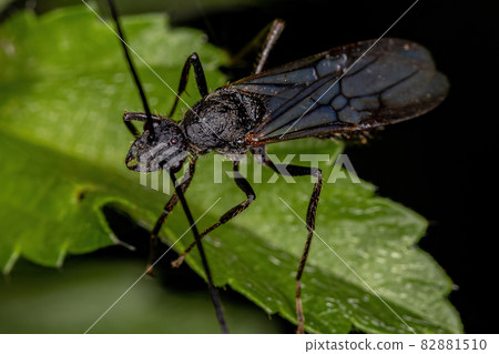 Adult Winged Male Ectatommine Ant 82881510
