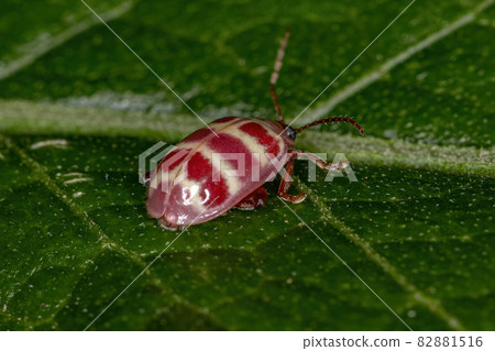 Adult Flea Beetle 82881516