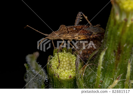 Adult Scentless Plant Bug Adult Scentless Plant Bug 82881517