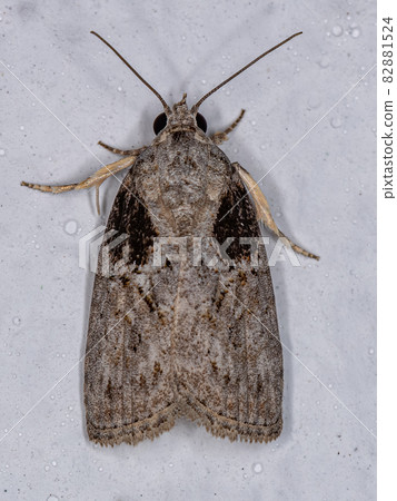 Adult Black-olive Caterpillar Moth 82881524