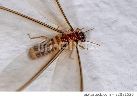 Adult Female Winged Termite 82881526