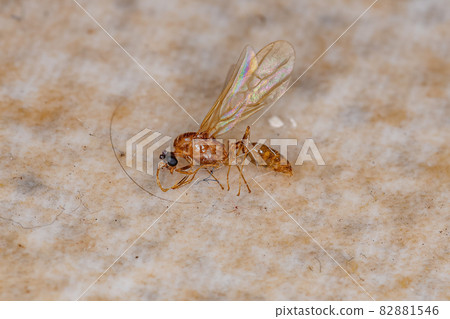 Dead Adult Male Winged Ant Dead Adult Male Winged Ant 82881546
