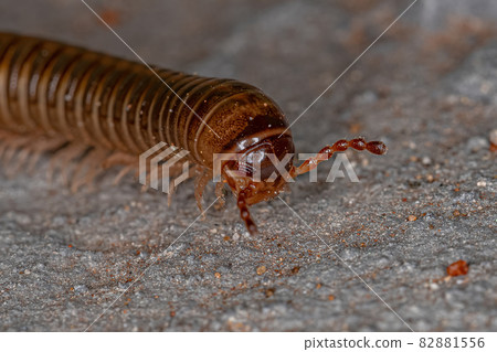 Adult Common Brown Millipede 82881556