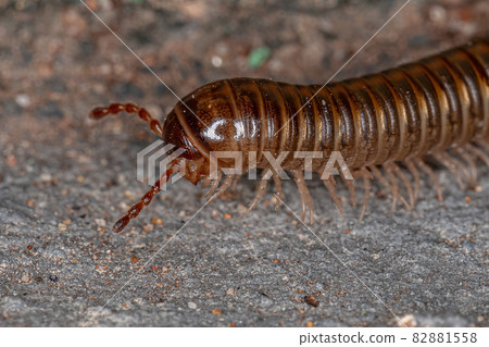 Adult Common Brown Millipede 82881558