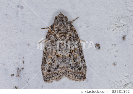 Adult Black-olive Caterpillar Moth Adult Black-olive Caterpillar Moth 82881562