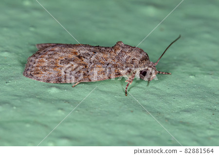 Adult Black-olive Caterpillar Moth 82881564